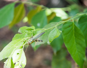 Close-up of insect on leaf