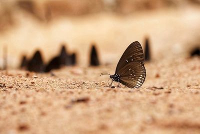 Close-up of butterfly on land