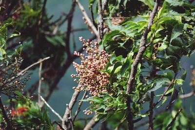 Close-up of berries growing on tree