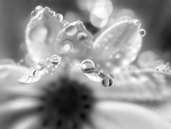 Close-up of frozen plant