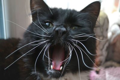 Close-up of black cat yawning at home