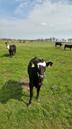 Cows on field against sky