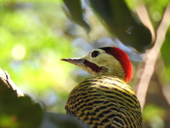 Close-up of bird against blurred background