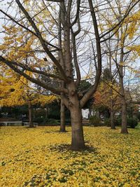 Trees in park during autumn