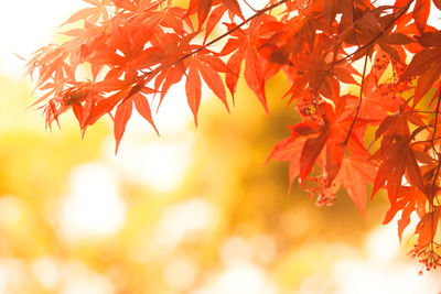 Close-up of maple leaves on branch