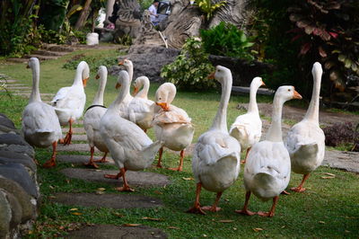 Swans with ducks in water