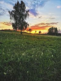Scenic view of field against sky during sunset