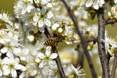 Close-up of wasp on white flower