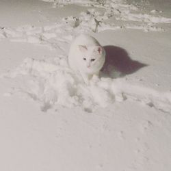 Close-up of white dog