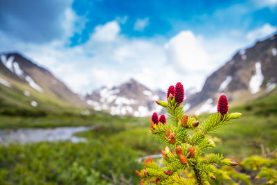 Close-up of flowering plant against cloudy sky