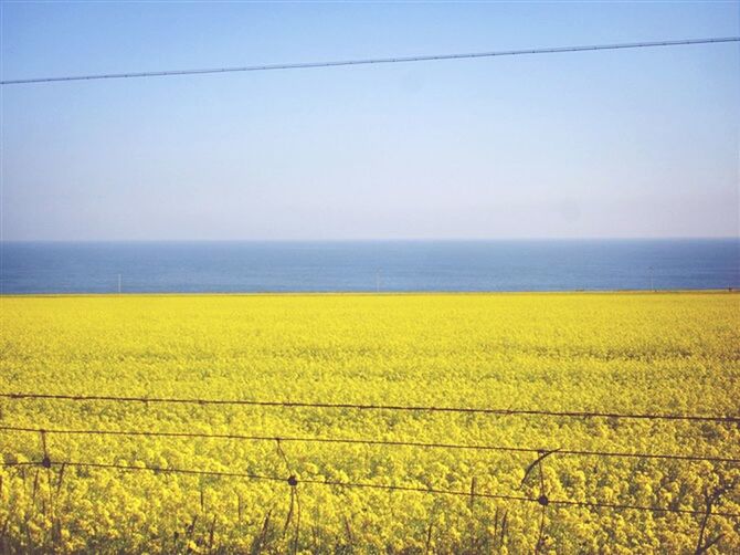 yellow, horizon over water, tranquil scene, tranquility, beauty in nature, sea, scenics, nature, blue, sky, clear sky, water, growth, field, landscape, copy space, plant, outdoors, no people, day