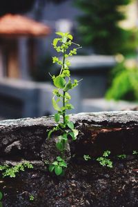 Close-up of plant growing outdoors