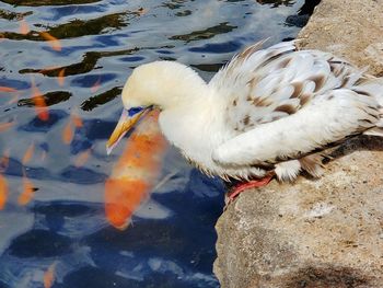 High angle view of duck swimming in lake