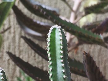 Close-up of plant