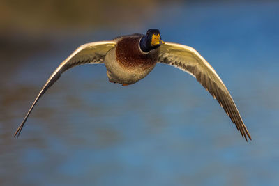 Close-up of bird flying