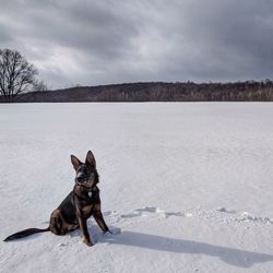 Dog sitting on snow field against sky