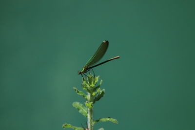 Low angle view of damselfly on plant