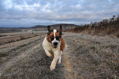 Portrait of dog on field against sky