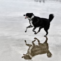 Black dog running in lake