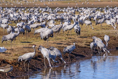 Cranes drinking water in spring