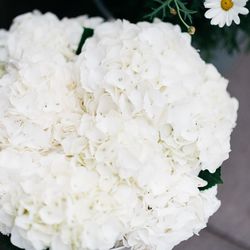 Close-up of white flowers