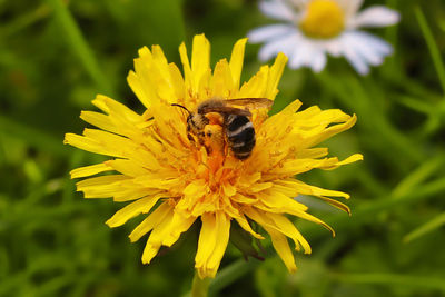 Close-up of bee pollinating on yellow flower