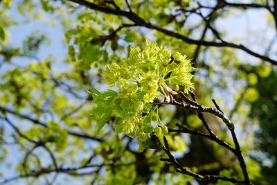 Low angle view of leaves on tree