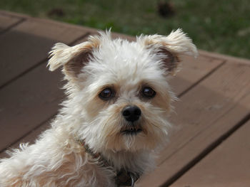 High angle view of portrait of dog