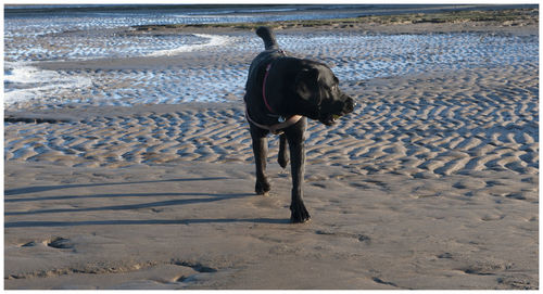 Rear view of dog on the beach