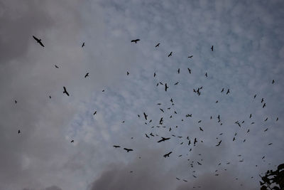 Low angle view of birds flying in the sky