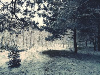 Bare trees in forest during winter