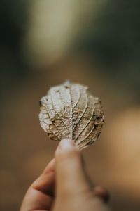 Close-up of hand holding leaf