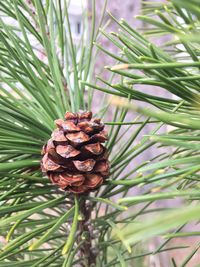 Close up of pine cone