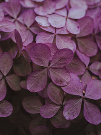 Close up macro photograph of delicate pink / purple hydrangea flower petals