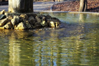 Close-up of duck swimming in lake