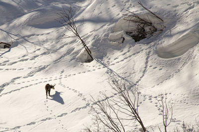 Chamois and its shadow on snow