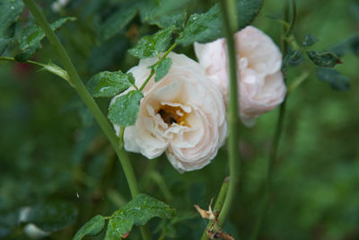 Close-up of bee pollinating on rose