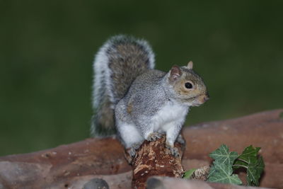 Close-up of squirrel