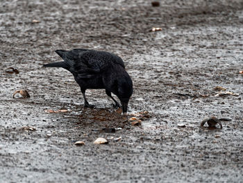 Close-up of bird on puddle