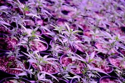 Close-up of purple flowering plants