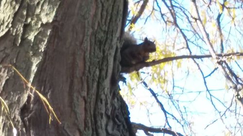 Low angle view of squirrel on tree