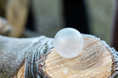 Close-up of shells on tree in forest