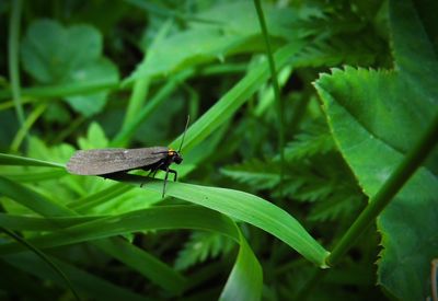 Close-up of insect on leaf