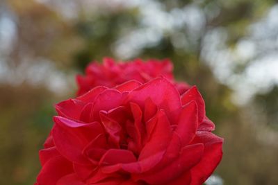 Close-up of red rose