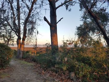 Trees on field against sky at sunset