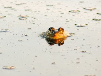 High angle view of crab in lake