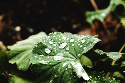 Close-up of wet plant