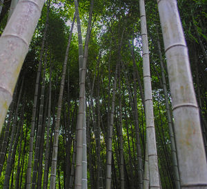 Low angle view of bamboo trees in forest