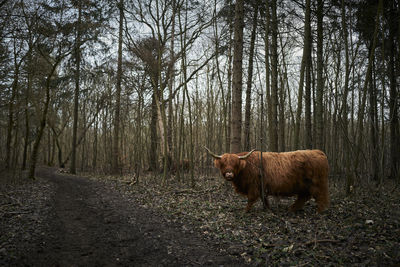 Horse standing in a field