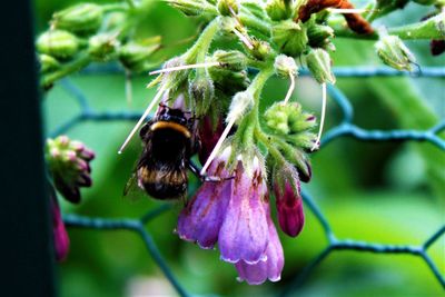 Close-up of bee on purple flower